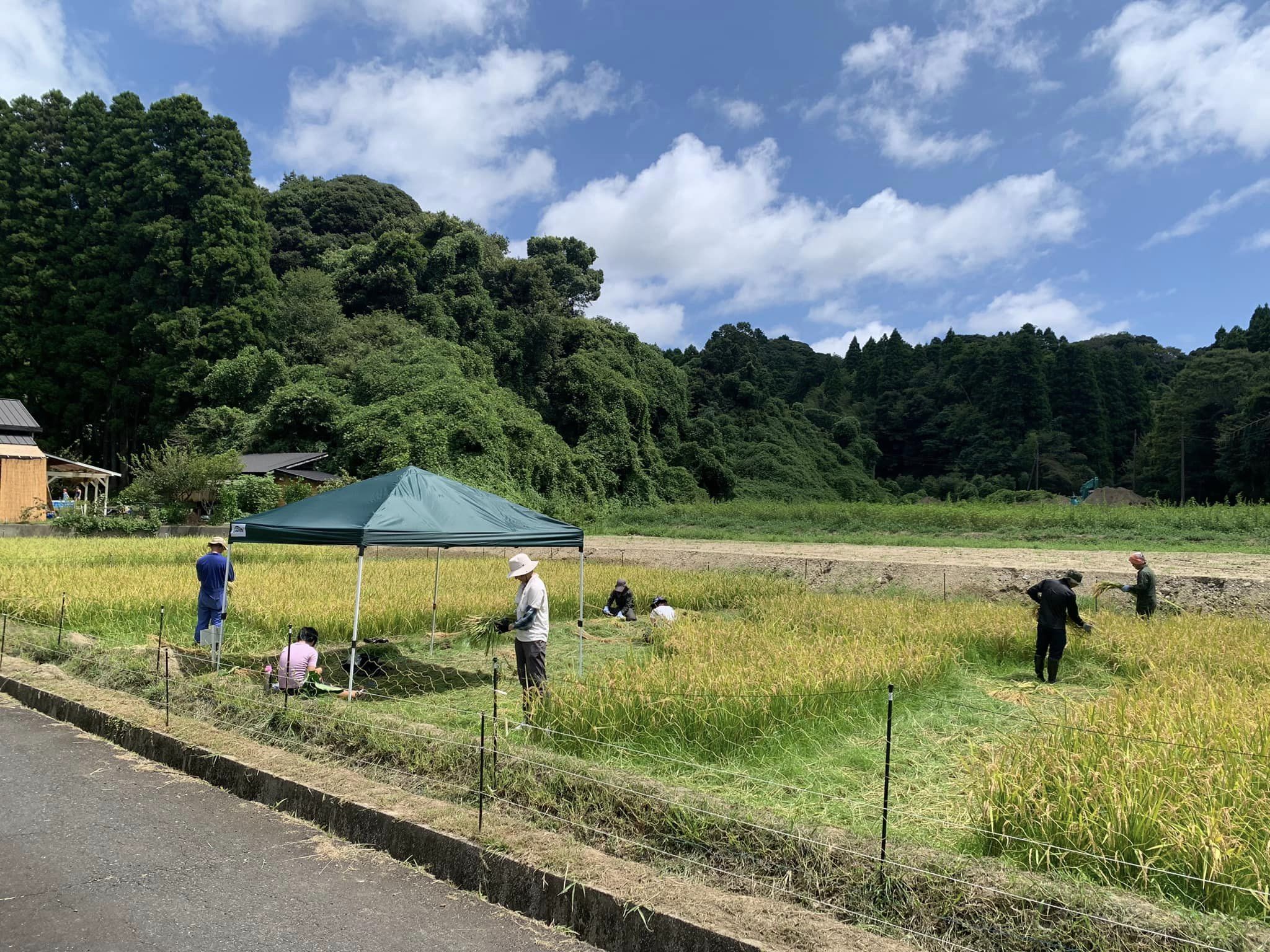 米作り体験　1人1年分の米づくりワークショップ