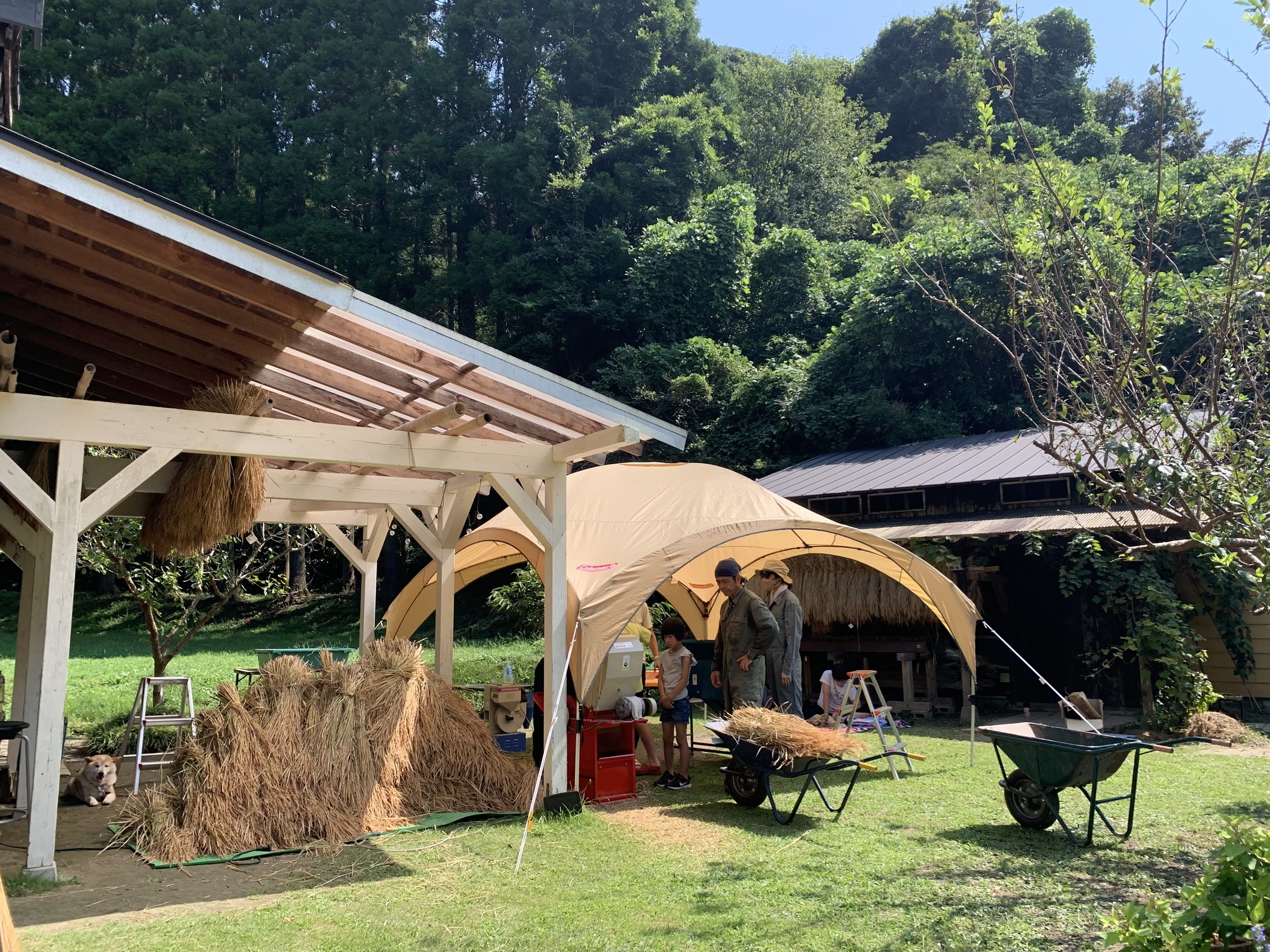 米作り体験　1人1年分の米づくりワークショップ