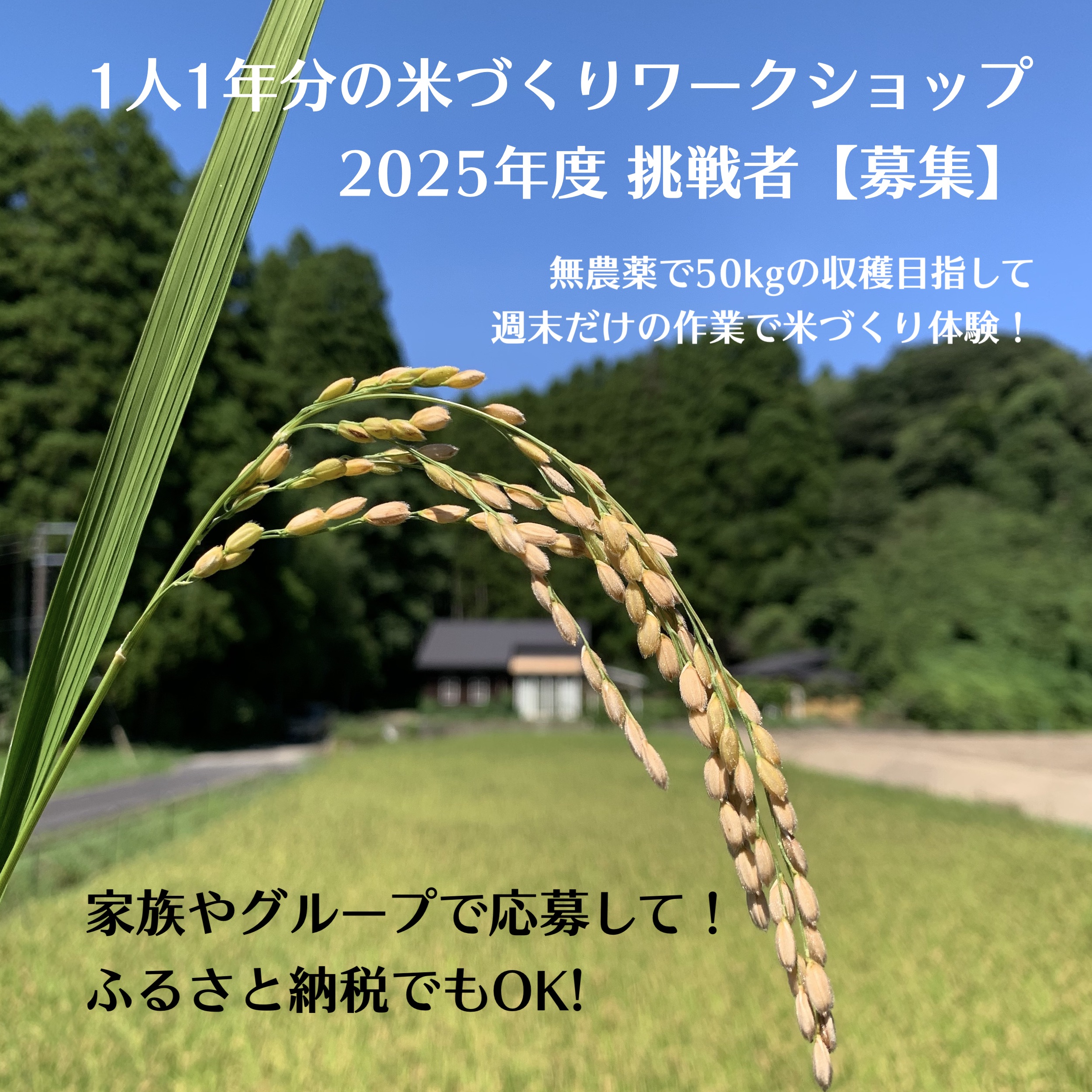 米作り体験2025年