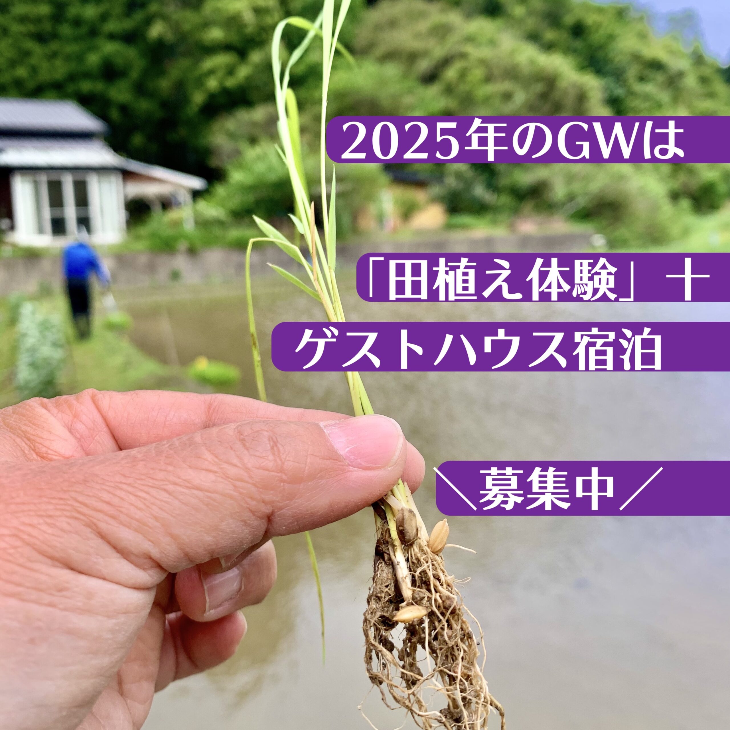 田植え体験　2025年