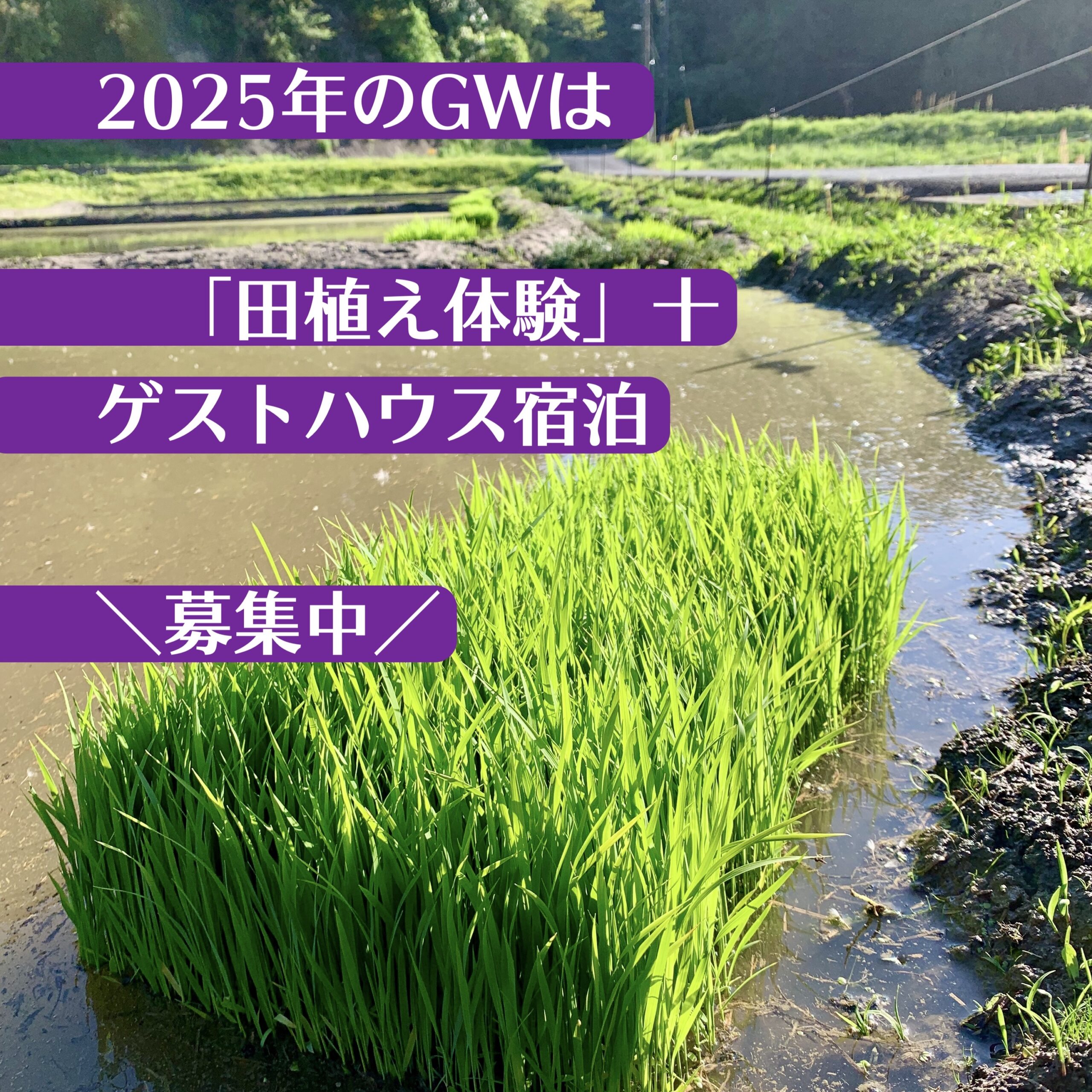 田植え体験　2025年