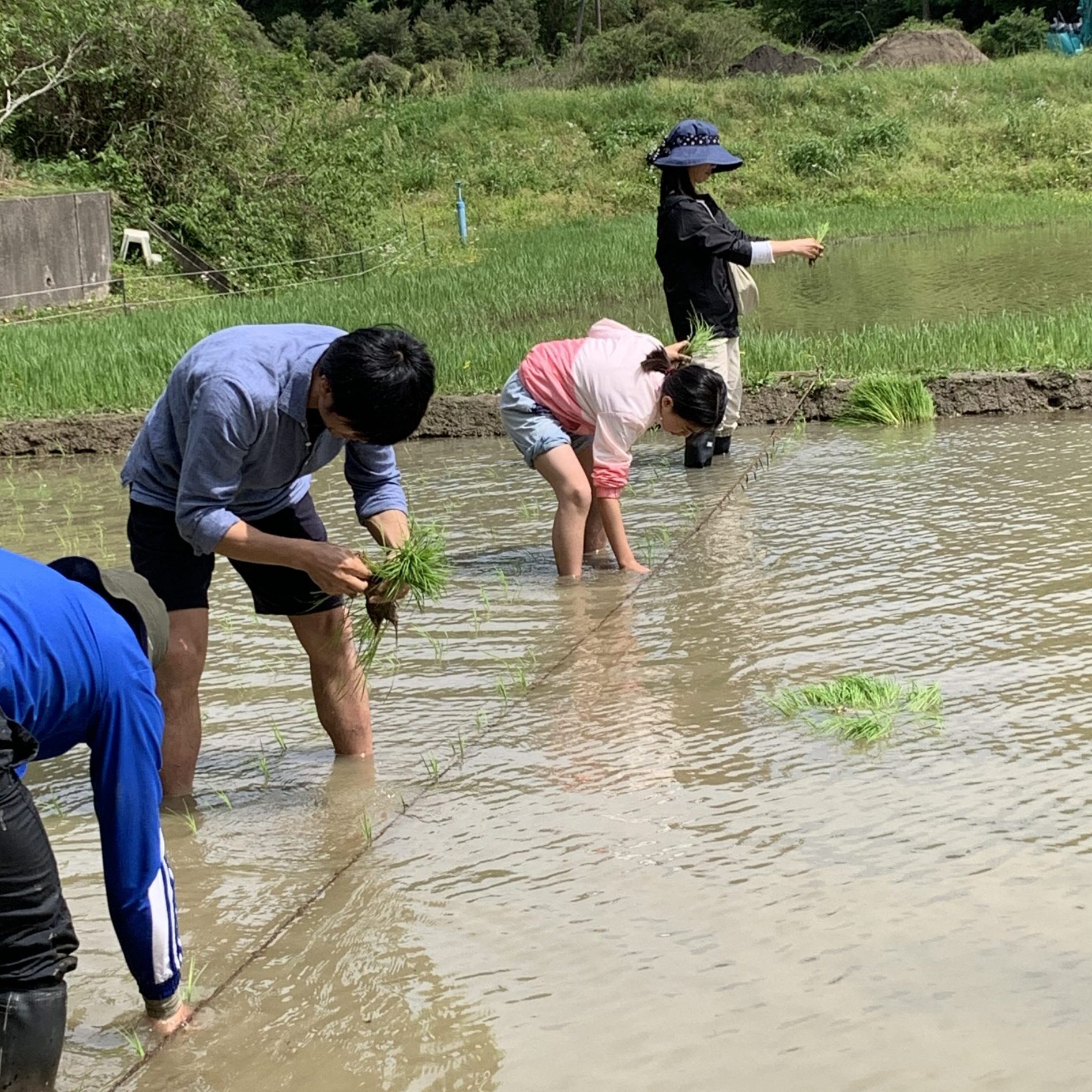 田植え体験　2025年