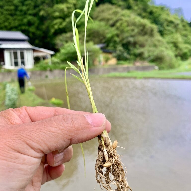 田植え体験　2025年