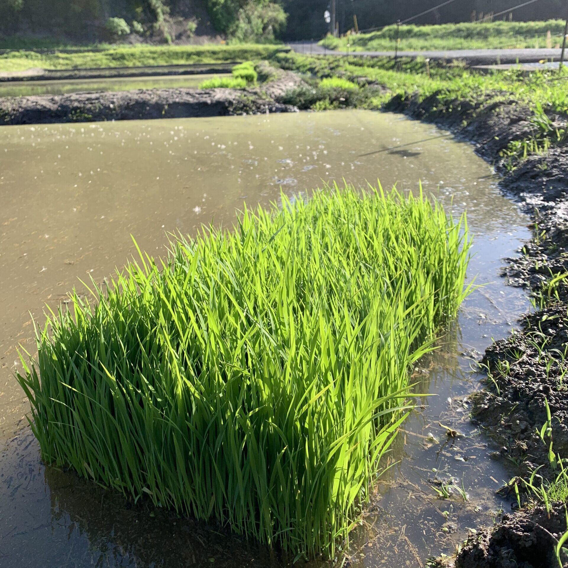 田植え体験　2025年