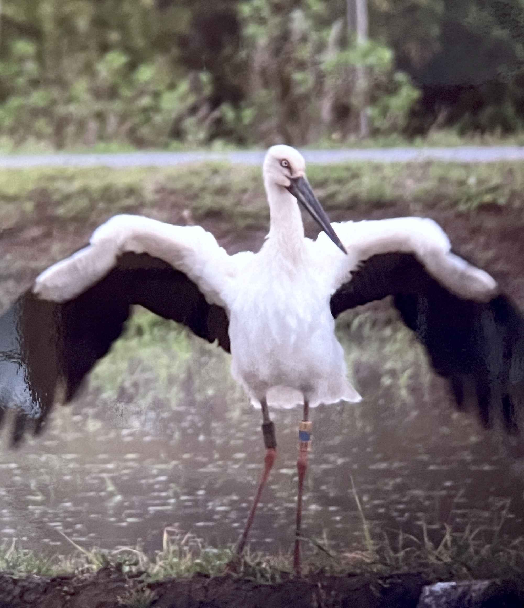 いすみ市みねやの里