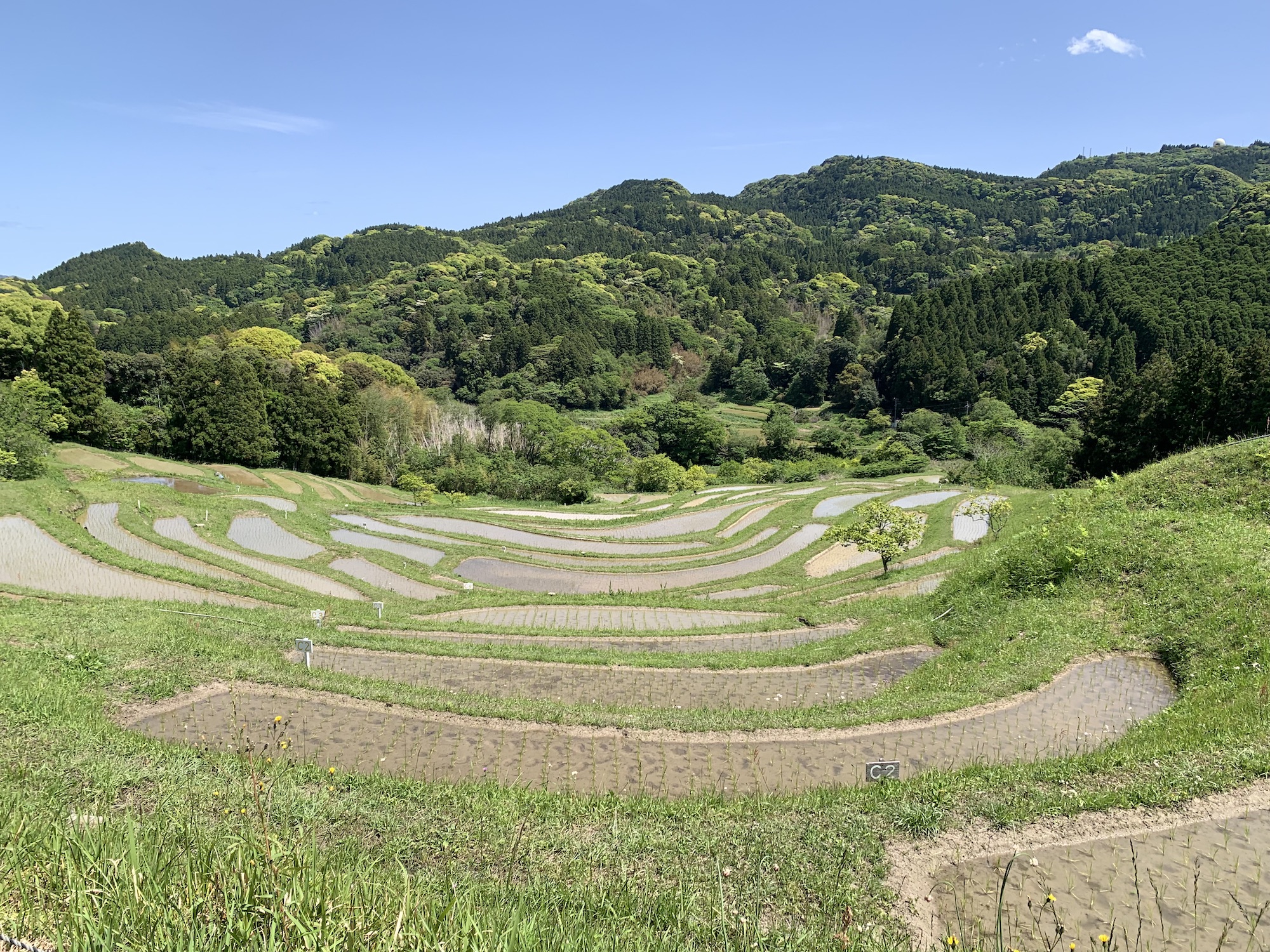 南房総夏みかん　援農　クラフトチューハイ