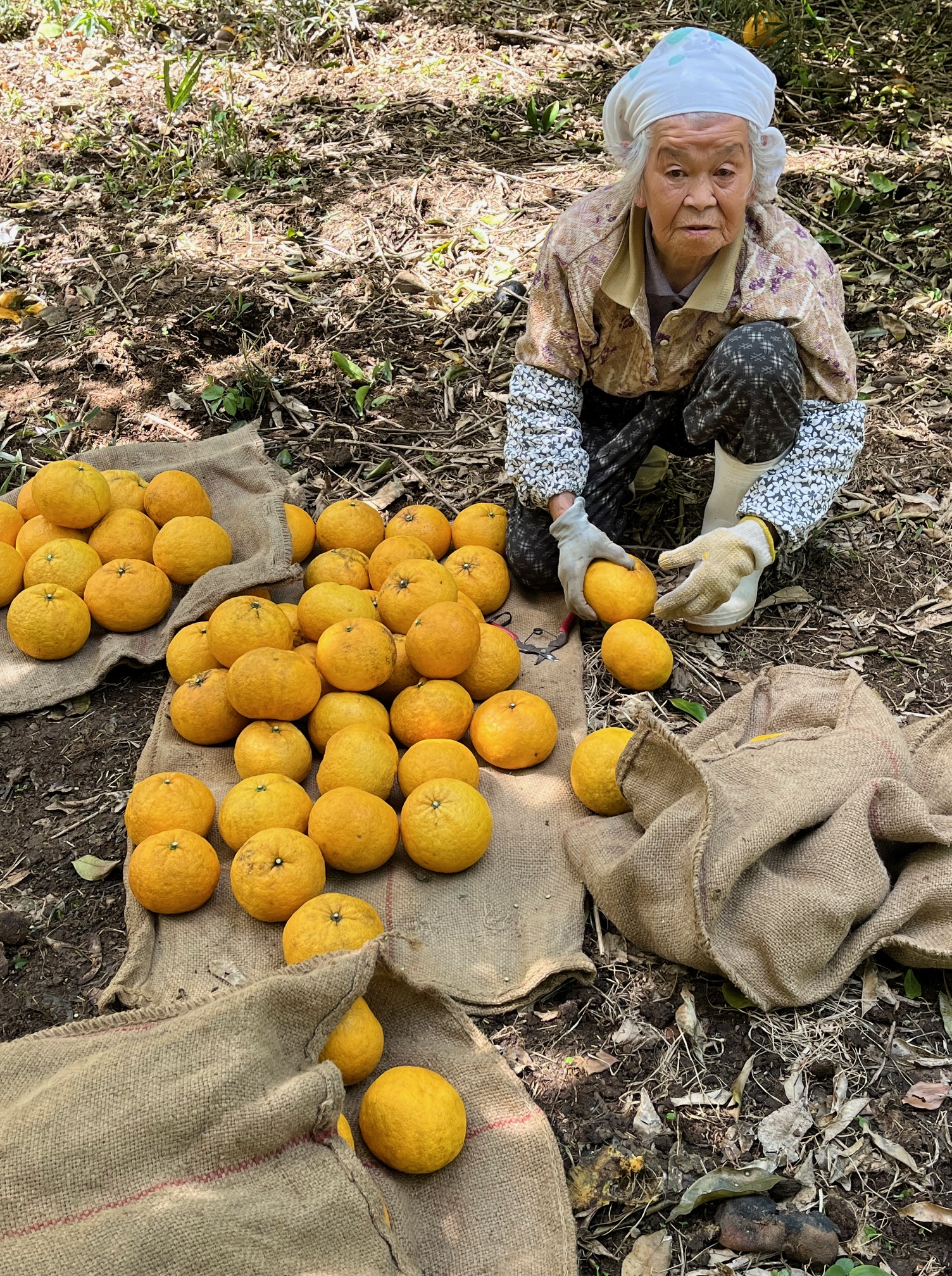 南房総夏みかん　援農　クラフトチューハイ