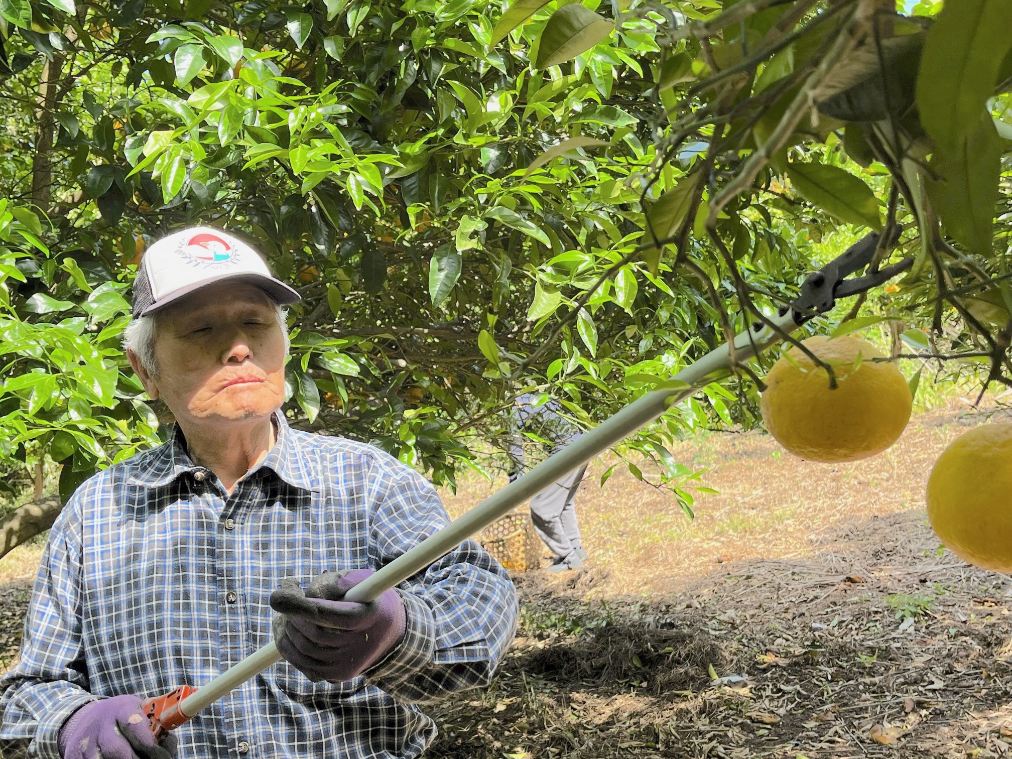 南房総夏みかん　援農　クラフトチューハイ