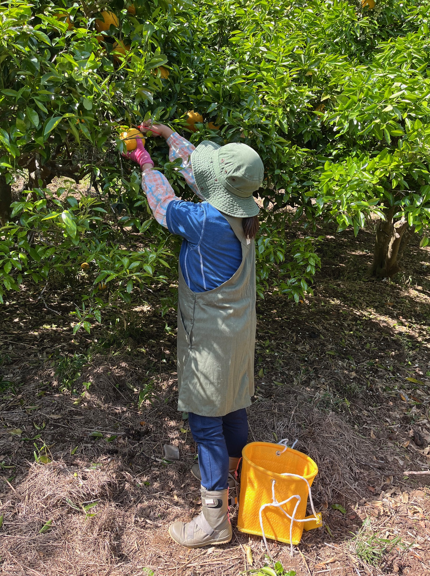 南房総夏みかん　援農　クラフトチューハイ