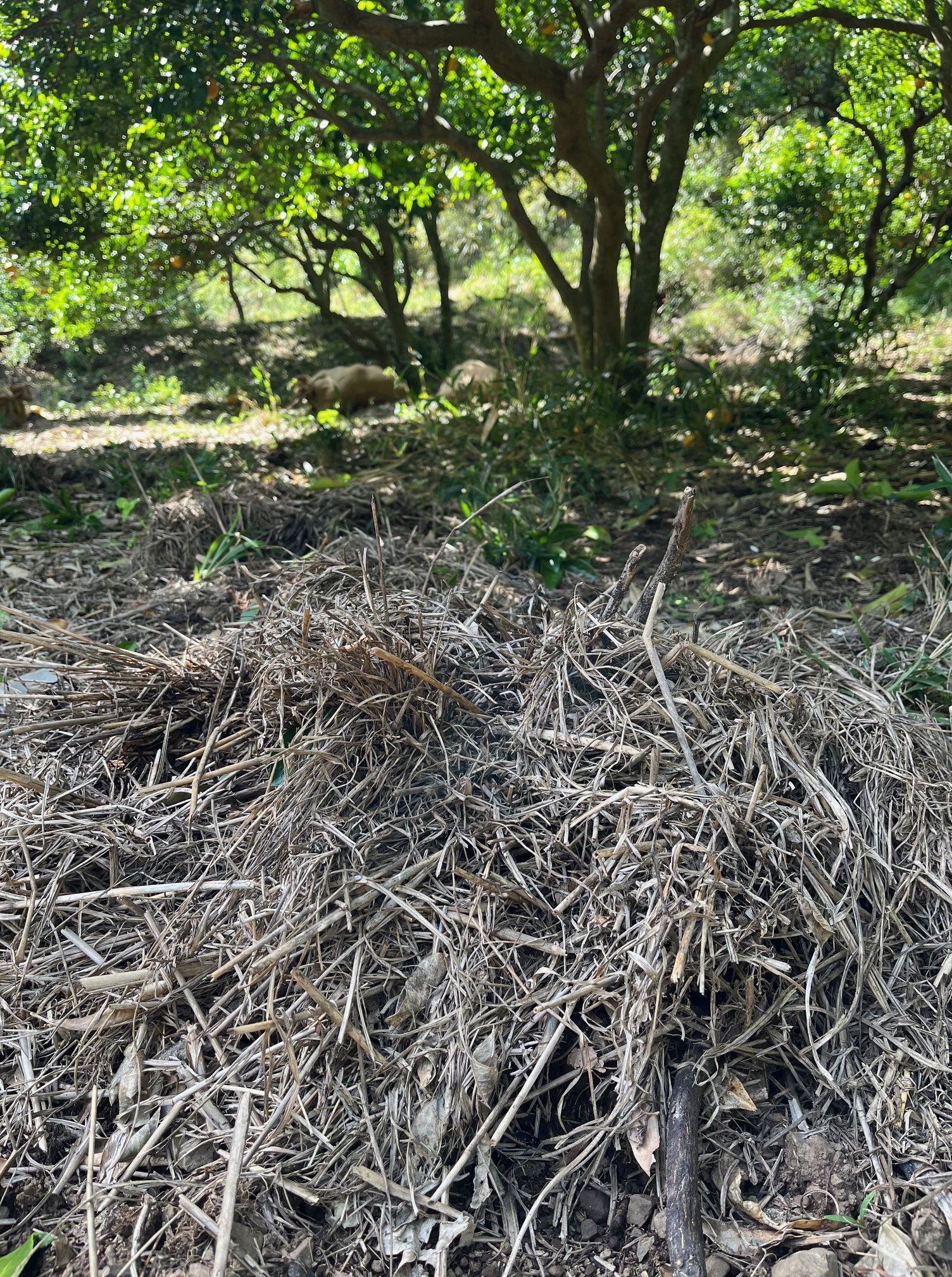 南房総夏みかん　援農　クラフトチューハイ