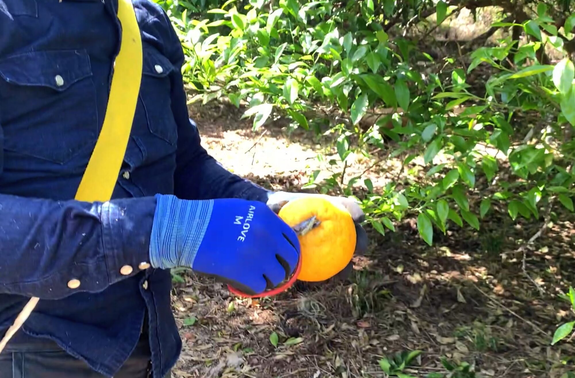 南房総夏みかん　援農　クラフトチューハイ