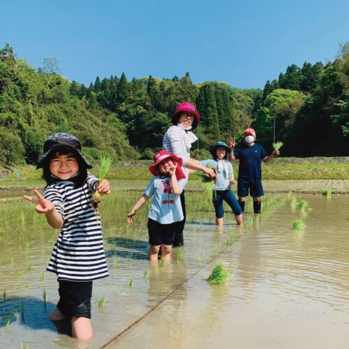 田植え体験　睦沢町